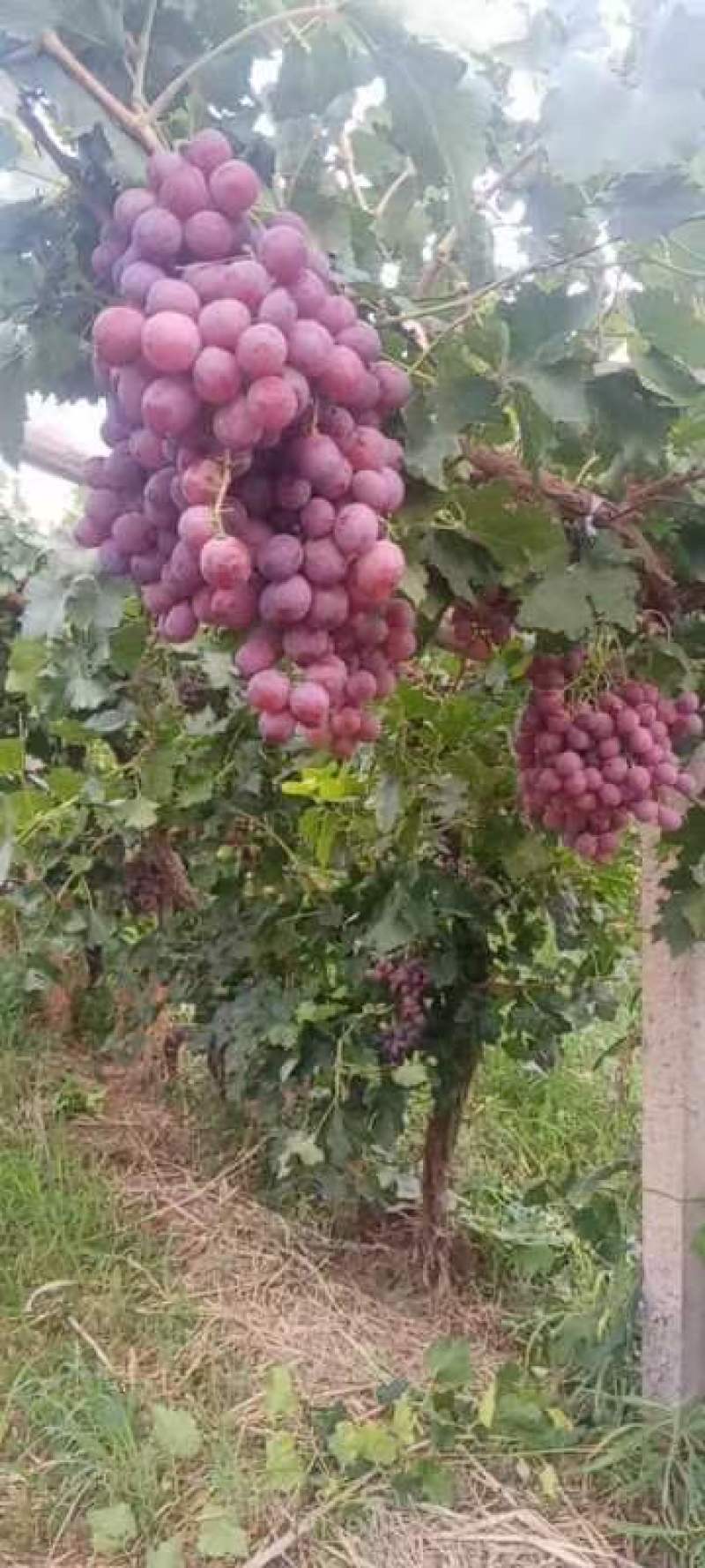敦煌红提