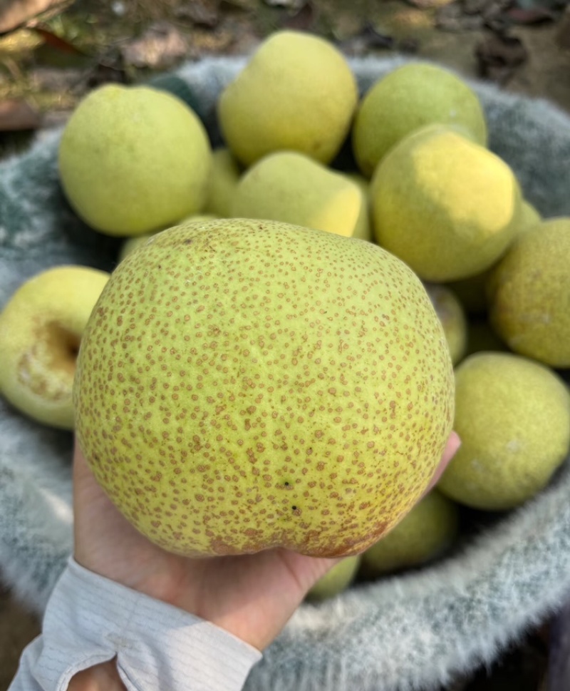 【实力供货】砀山酥梨安徽酥梨大量供应对接全国市场电商