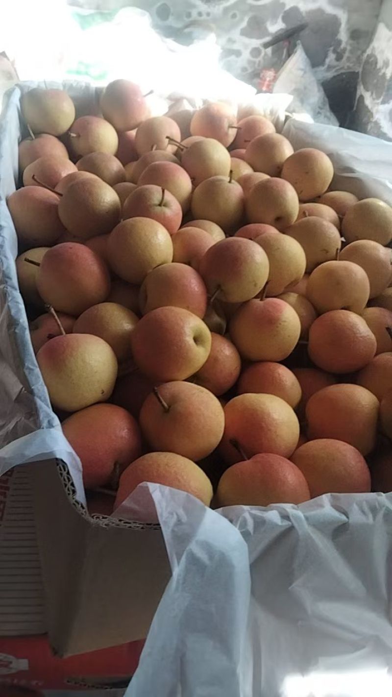 南果梨