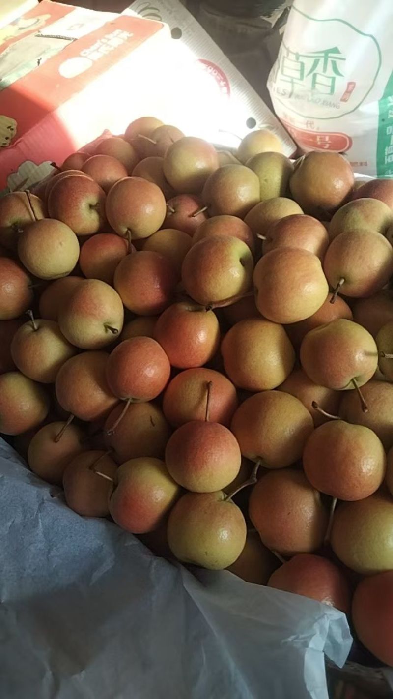 南果梨