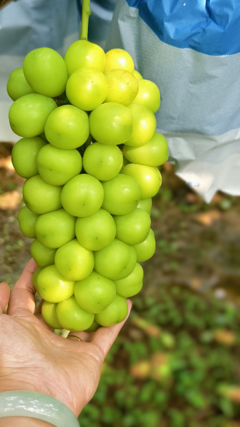 山东烟台蓬莱阳光玫瑰葡萄，硬度大，甜度高，耐储存