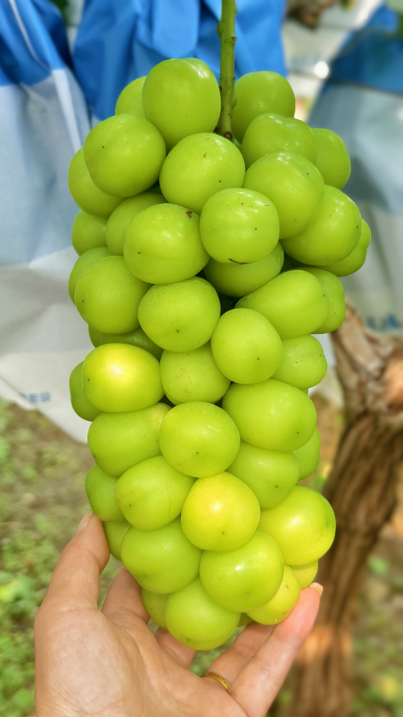 山东烟台蓬莱阳光玫瑰葡萄，硬度大，甜度高，耐储存