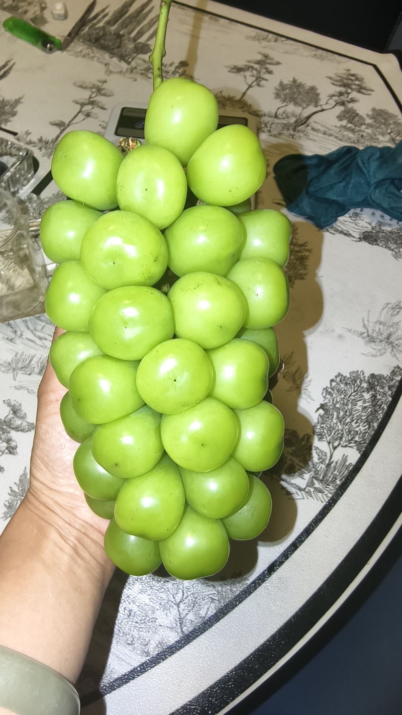山东烟台蓬莱阳光玫瑰葡萄，硬度大，甜度高，耐储存