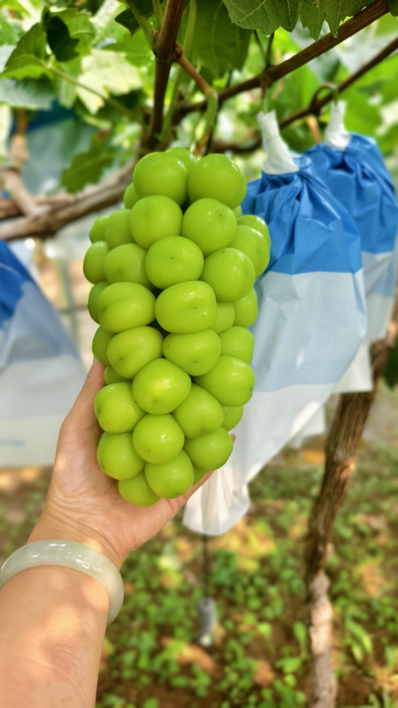 山东烟台蓬莱阳光玫瑰葡萄，硬度大，甜度高，耐储存