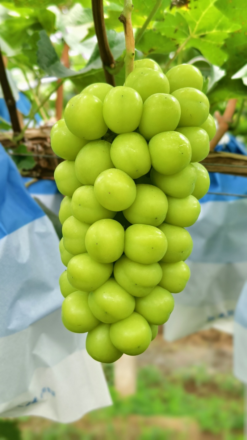 山东烟台蓬莱阳光玫瑰葡萄，硬度大，甜度高，耐储存