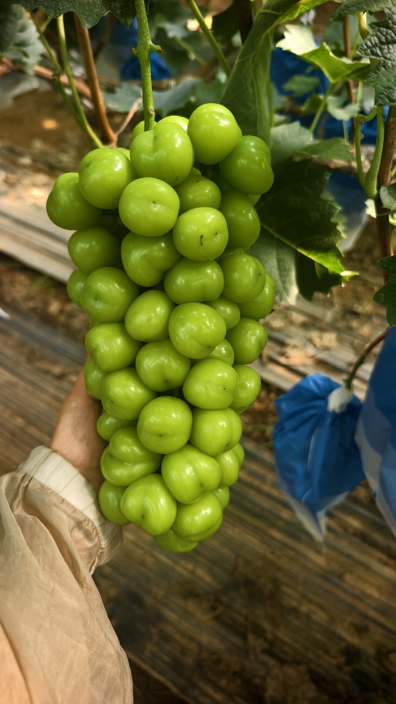 山东烟台蓬莱阳光玫瑰葡萄，硬度大，甜度高，耐储存