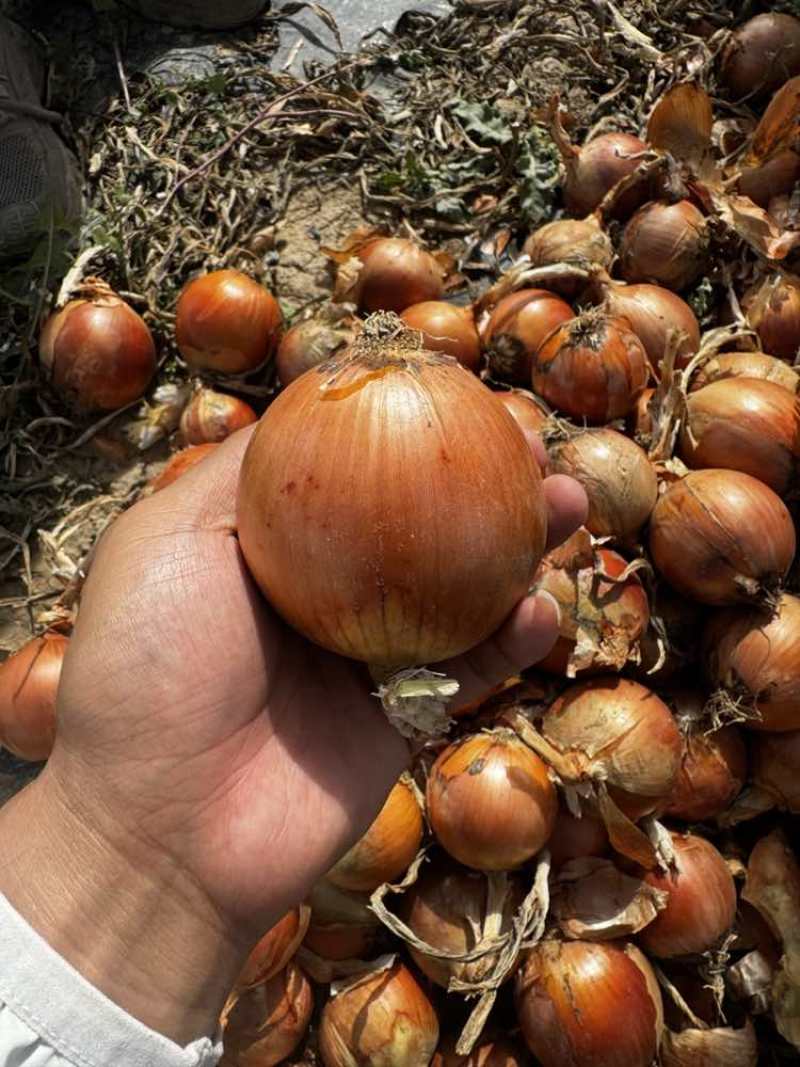 黄皮洋葱新鲜上市价格美丽对接全国量大从优欢迎询价
