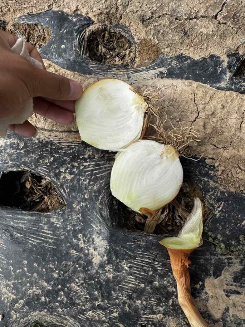 黄皮洋葱新鲜上市价格美丽对接全国量大从优欢迎询价