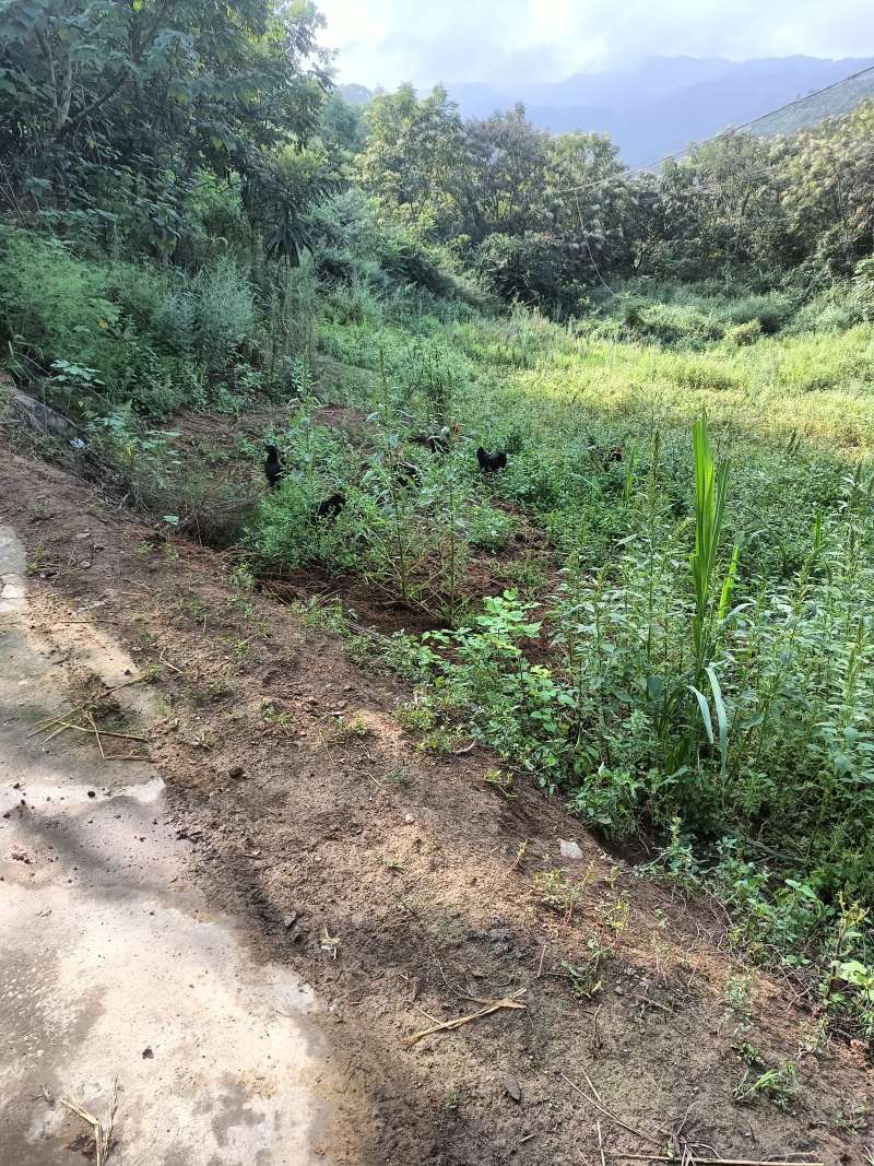 五黑一绿土鸡散养鸡跑山鸡粮食鸡