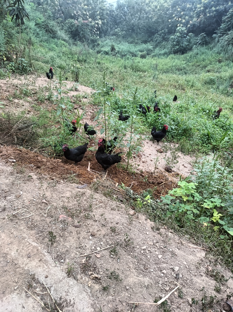 五黑一绿土鸡散养鸡跑山鸡粮食鸡