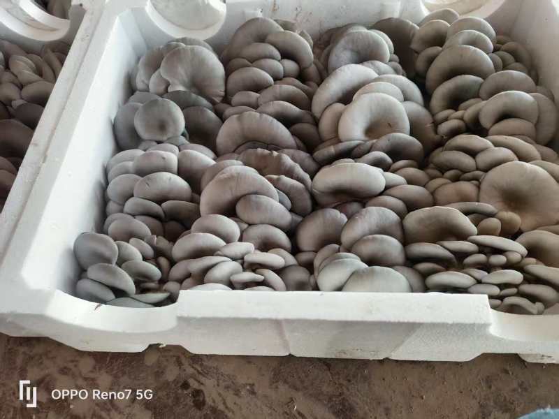 平菇，自有种植基地，产地现货支持批发商超走货