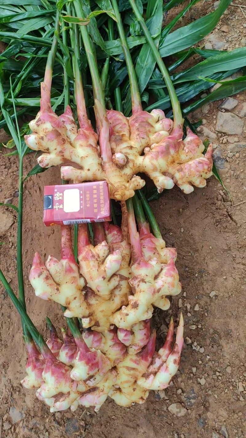 生姜