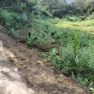 五黑一绿土鸡散养鸡跑山鸡粮食鸡