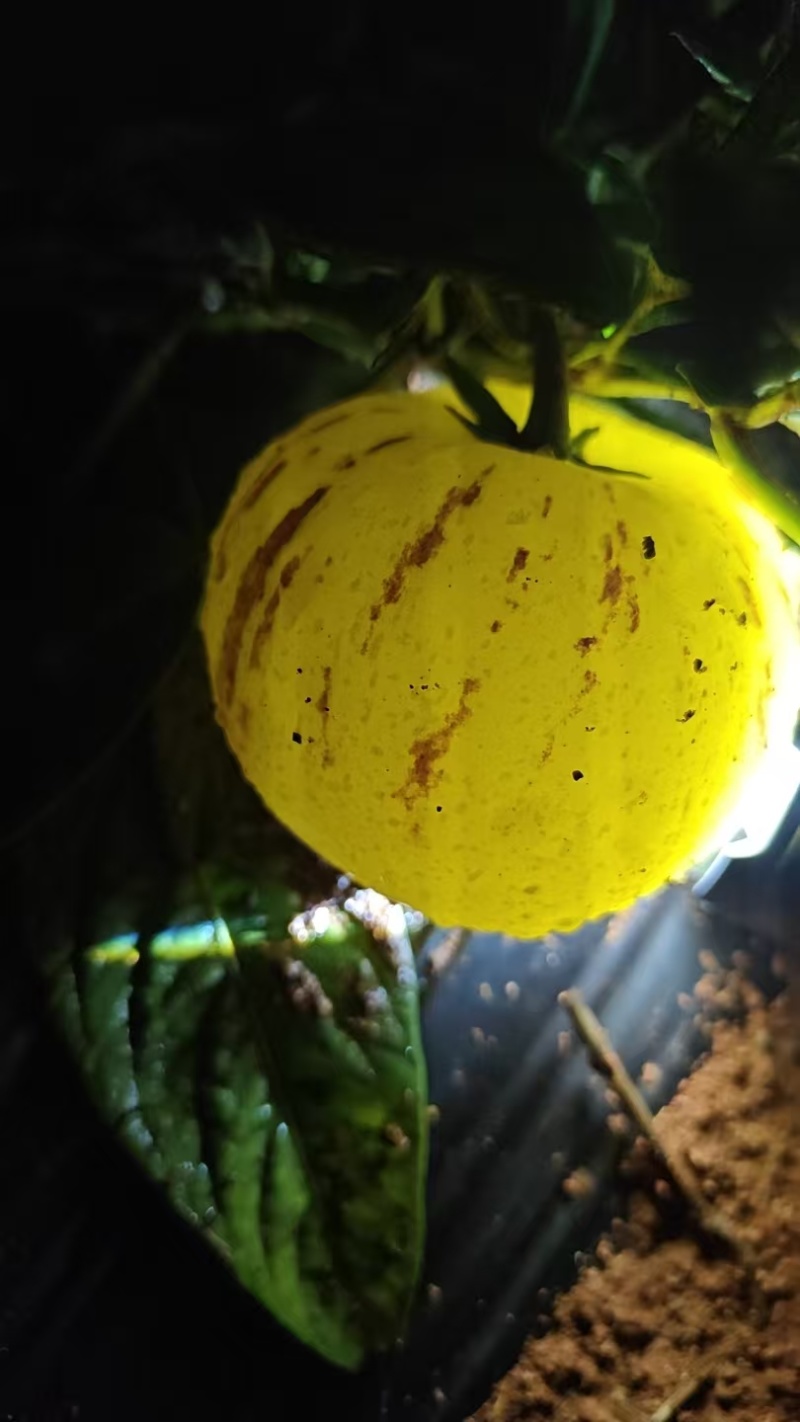人参果\云南昆明石林县人参果种植基地大量上市\欢迎电联