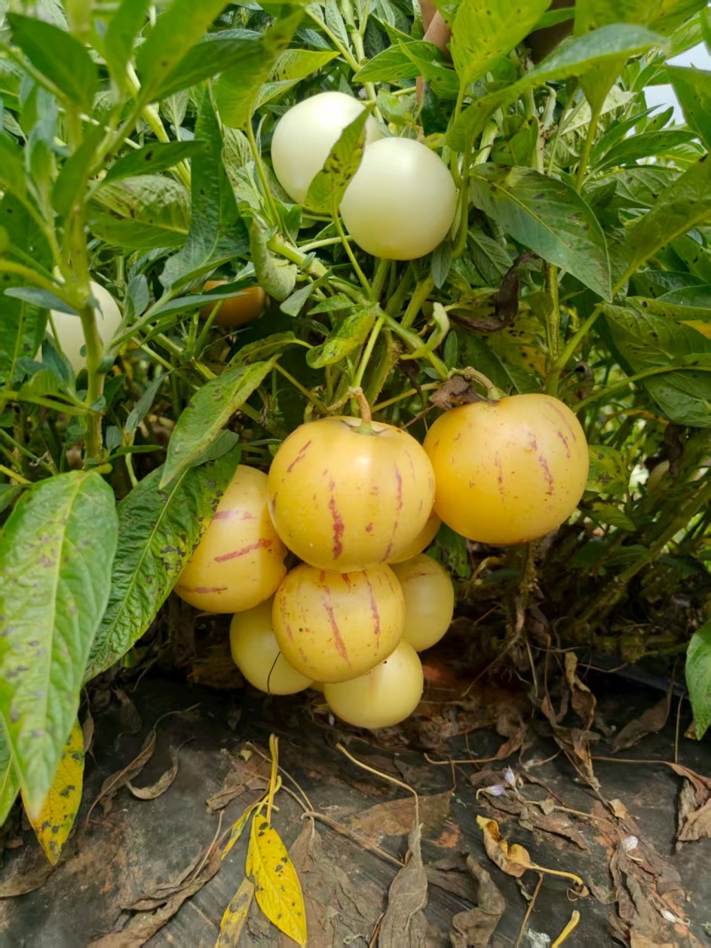 人参果\云南昆明石林县人参果种植基地大量上市\欢迎电联