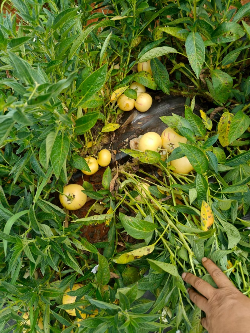 人参果\云南昆明石林县人参果种植基地大量上市\欢迎电联