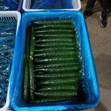 黄瓜大量上市中，质量好价格低，诚信合作实力代收。供不应求