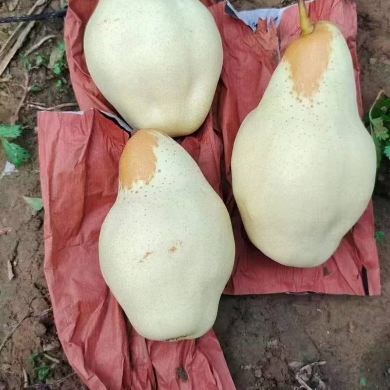 贵妃梨