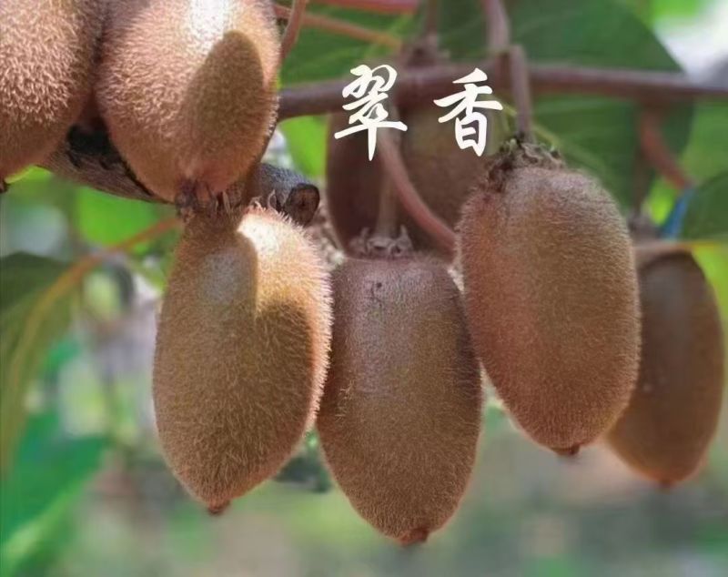 陕西西安鄠邑翠香猕猴桃