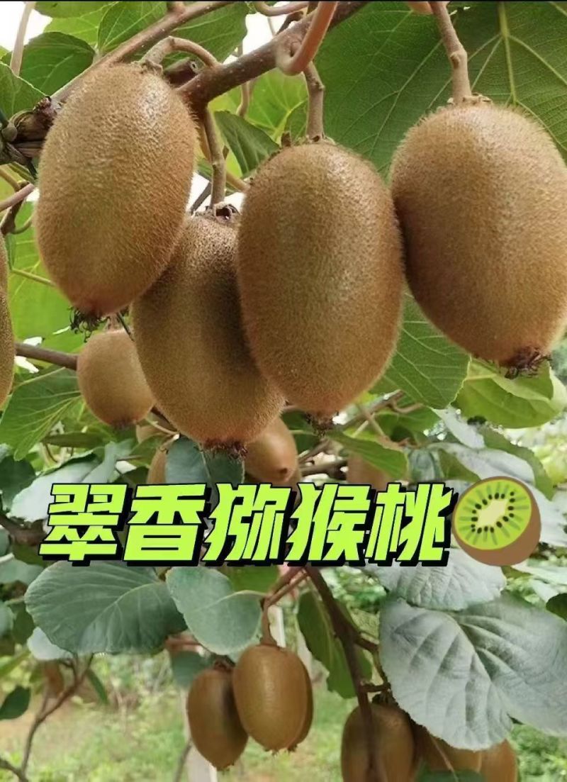 陕西西安鄠邑翠香猕猴桃