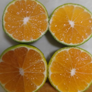 特早蜜橘来啦