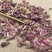 款冬花中药材款冬花茶款冬花干正宗甘肃款冬花中药