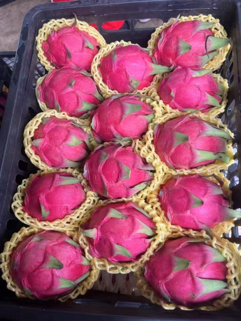火龙果