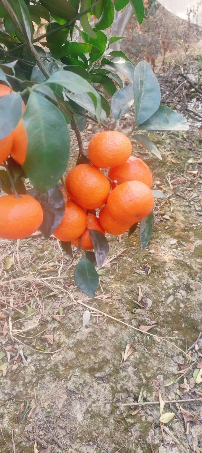 沙糖桔