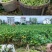 安徽毛豆大青豆/产地直发量大从优欢迎来电咨询