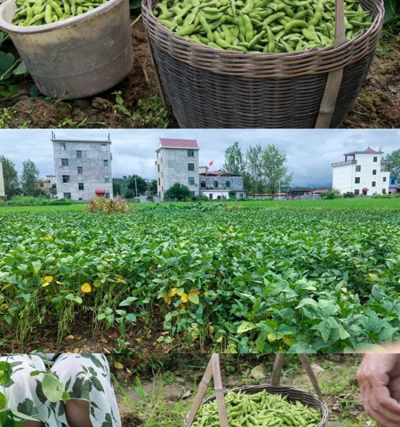 安徽毛豆大青豆/产地直发量大从优欢迎来电咨询
