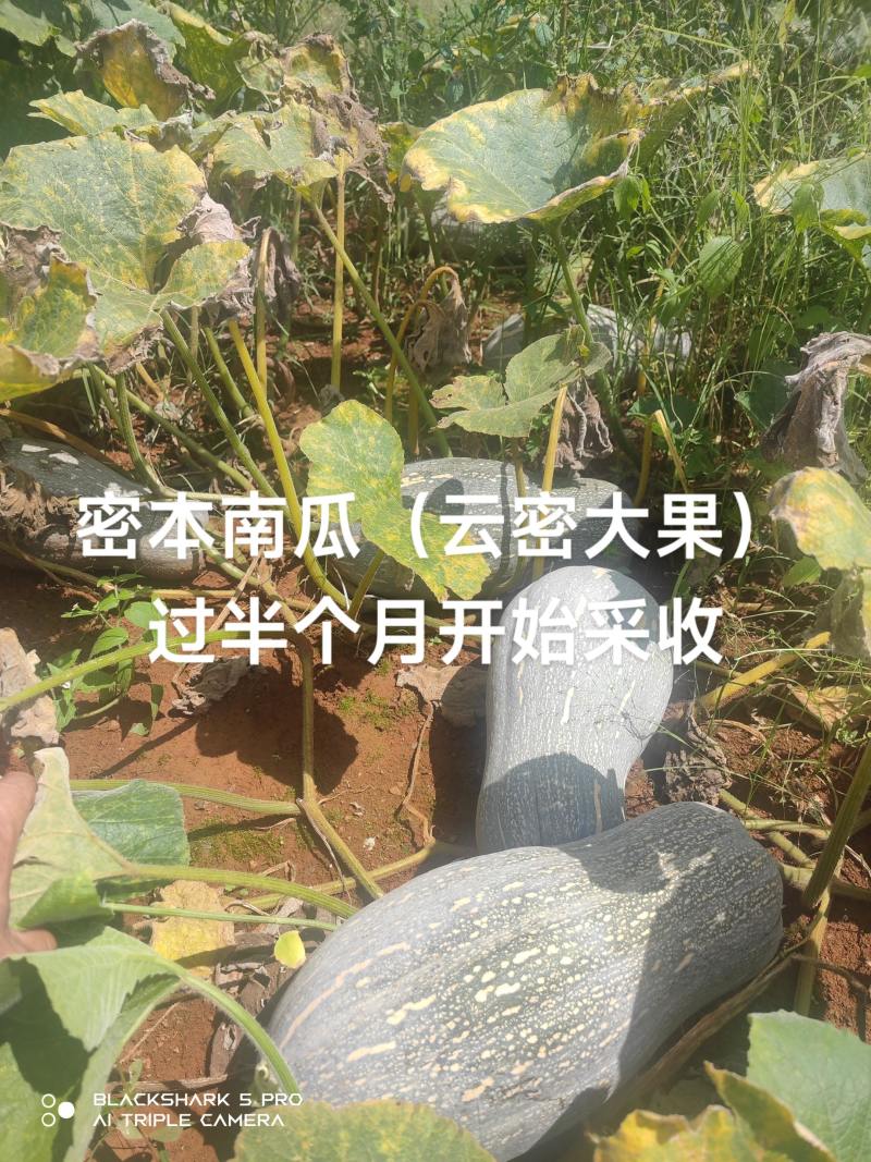 高山密本南瓜