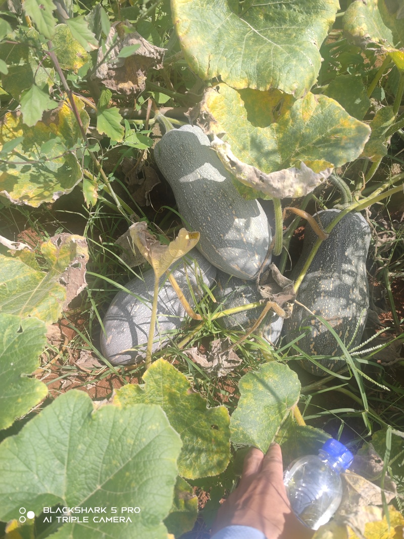 高山密本南瓜