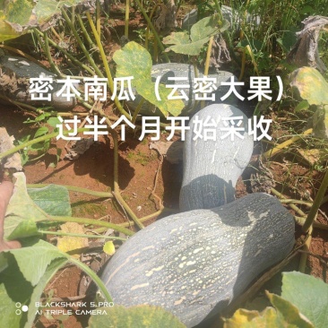 高山密本南瓜