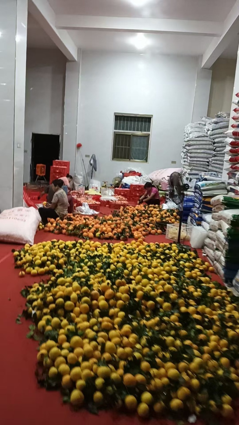 爱媛橙，
