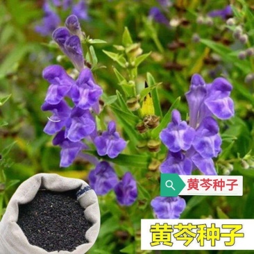 新产黄芩种子纯新产黄芩籽包邮包发芽中药材指导种植黄金叉