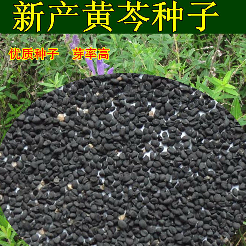 新产黄芩种子纯新产黄芩籽包邮包发芽中药材指导种植黄金叉