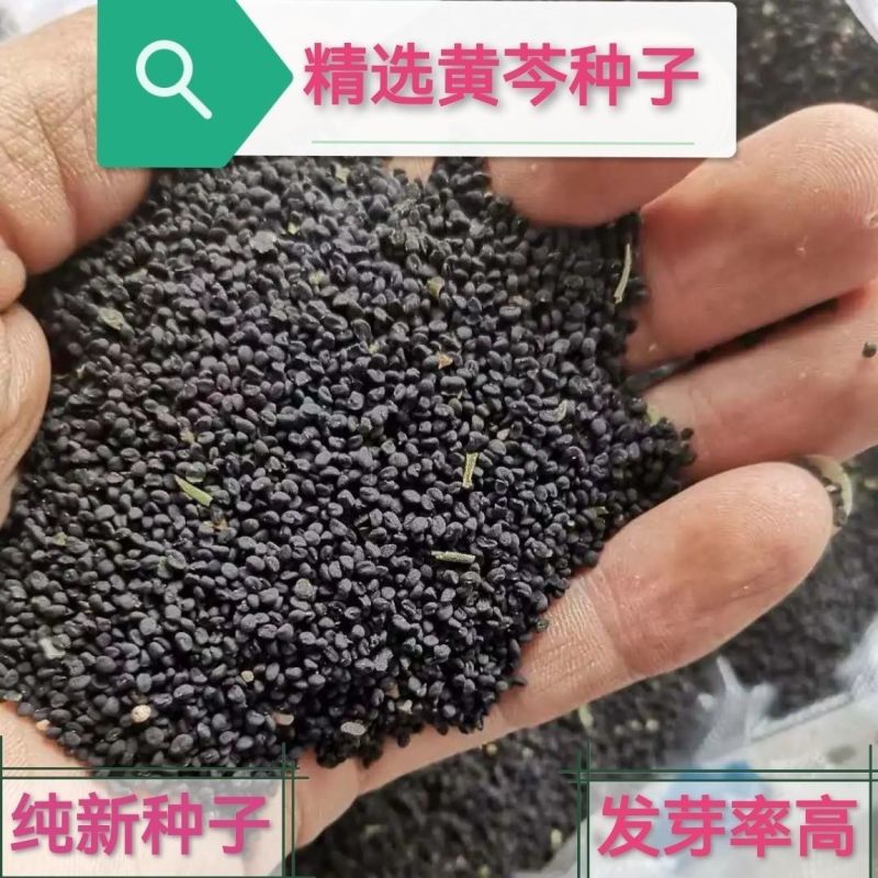 新产黄芩种子纯新产黄芩籽包邮包发芽中药材指导种植黄金叉