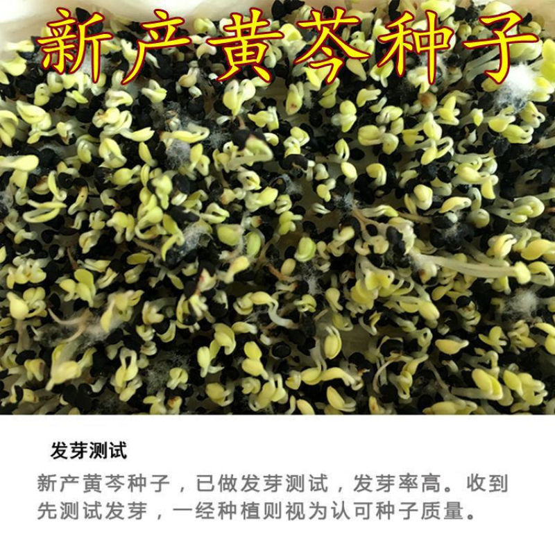 新产黄芩种子纯新产黄芩籽包邮包发芽中药材指导种植黄金叉