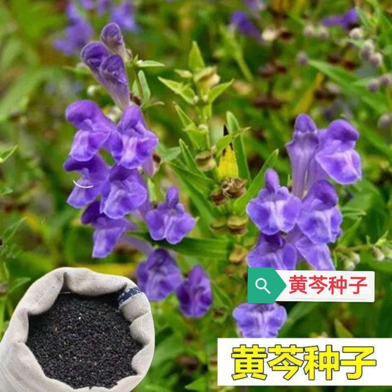 新产黄芩种子纯新产黄芩籽包邮包发芽中药材指导种植黄金叉