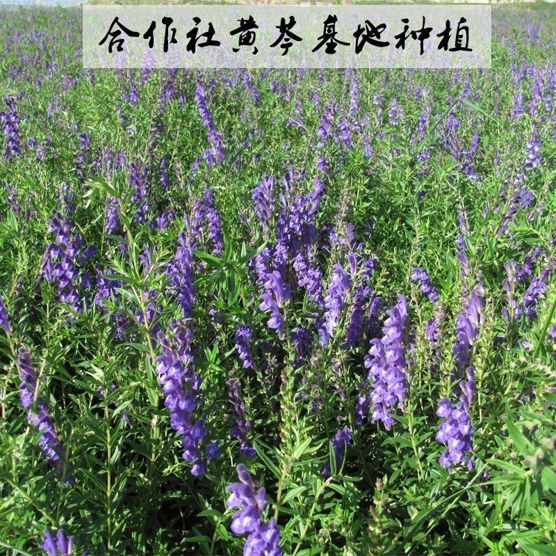 新产黄芩种子纯新产黄芩籽包邮包发芽中药材指导种植黄金叉