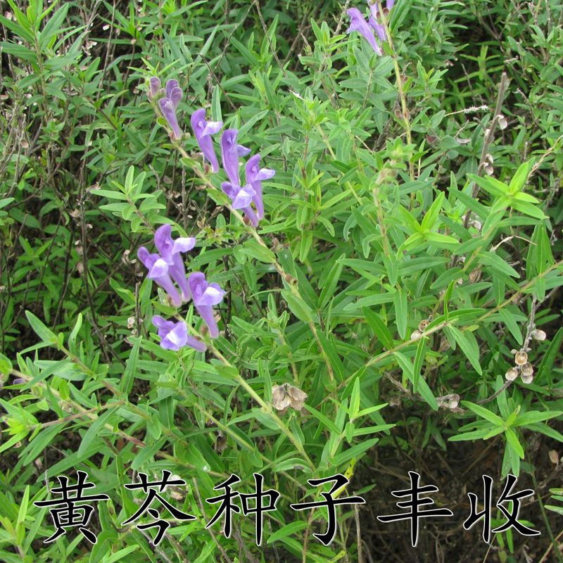 新产黄芩种子纯新产黄芩籽包邮包发芽中药材指导种植黄金叉