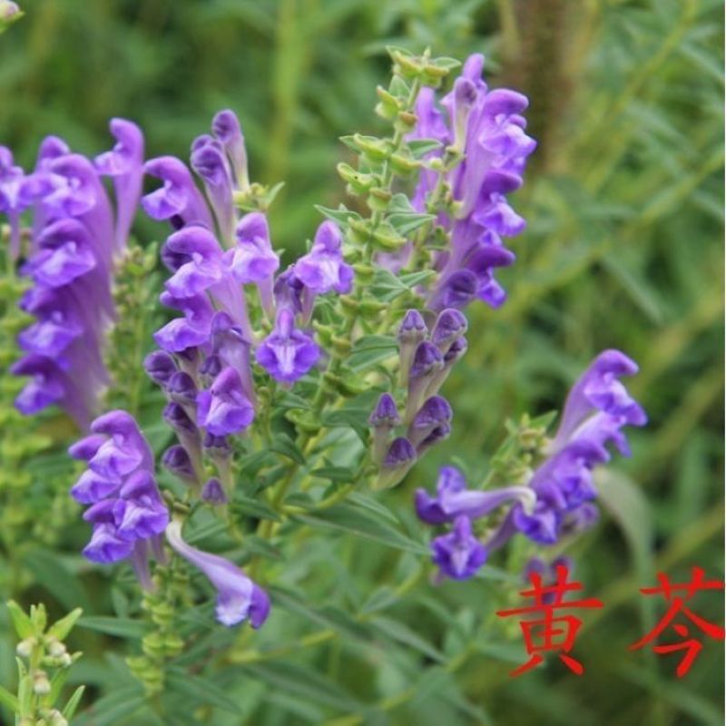 新产黄芩种子纯新产黄芩籽包邮包发芽中药材指导种植黄金叉