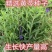 新产黄芩种子纯新产黄芩籽包邮包发芽中药材指导种植黄金叉