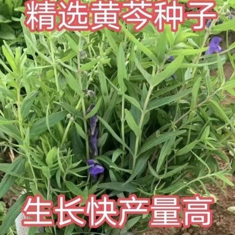 新产黄芩种子纯新产黄芩籽包邮包发芽中药材指导种植黄金叉