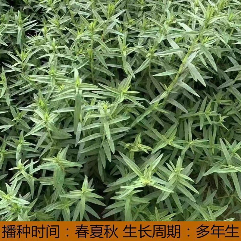新产黄芩种子纯新产黄芩籽包邮包发芽中药材指导种植黄金叉