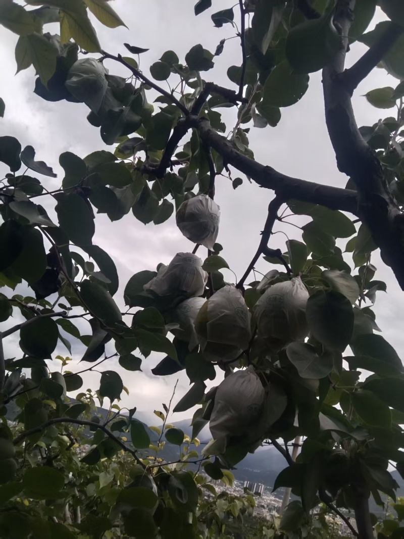 套袋金花梨，果面干净，个头大