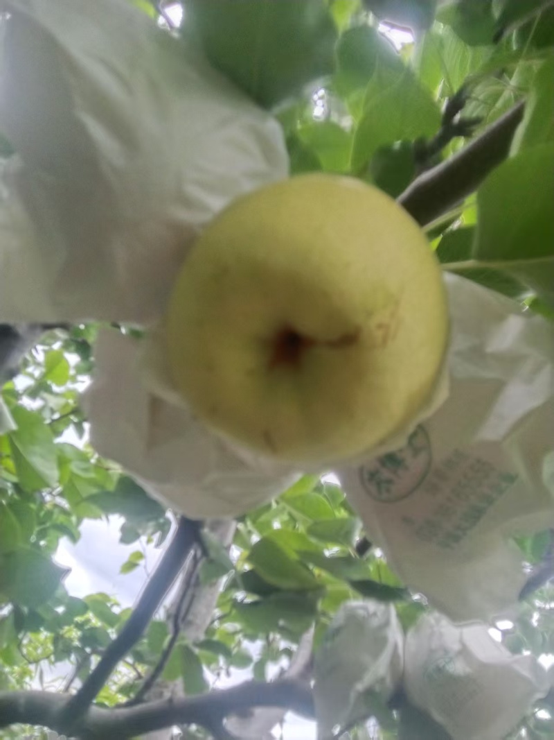 套袋金花梨，果面干净，个头大