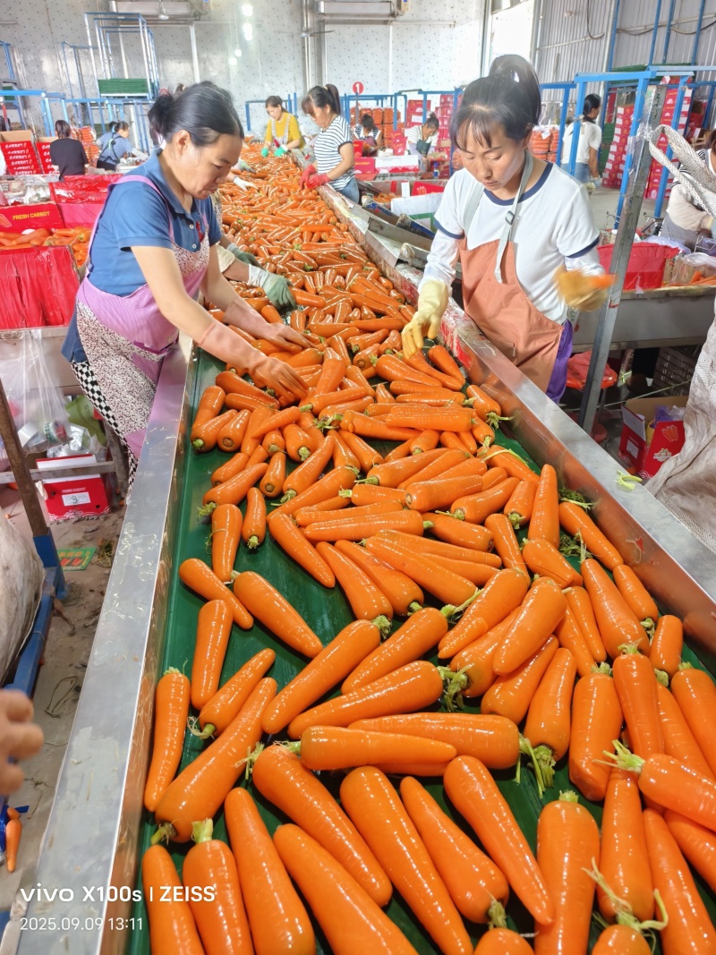 河南三红胡萝卜大量上市电商，超市，市场，