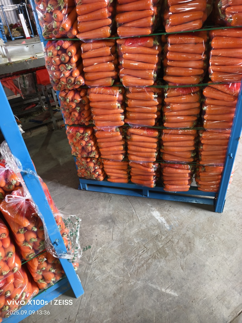 河南三红胡萝卜大量上市电商，超市，市场，