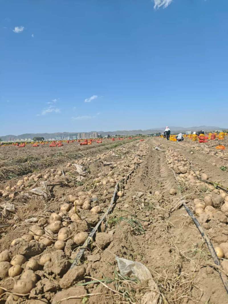 甘肃大西洋土豆产地直供，黄皮白心4两起步，欢迎选购